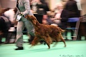 Crufts2011 895